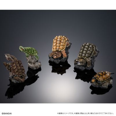 生物大图鉴 迷你系列 龟01