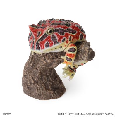 生物大图鉴 卷手指系列 角蛙+散疣短头蛙+圆眼珍珠蛙