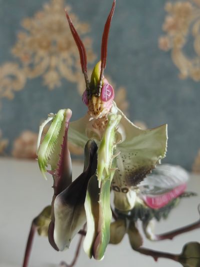 进化生物大图鉴 魔花螳螂