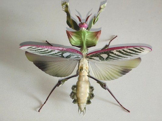 进化生物大图鉴 魔花螳螂