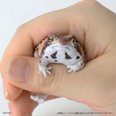 生物大图鉴 卷手指系列 角蛙+散疣短头蛙+圆眼珍珠蛙