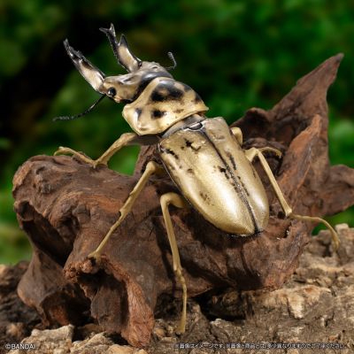 生物大图鉴 锹甲09