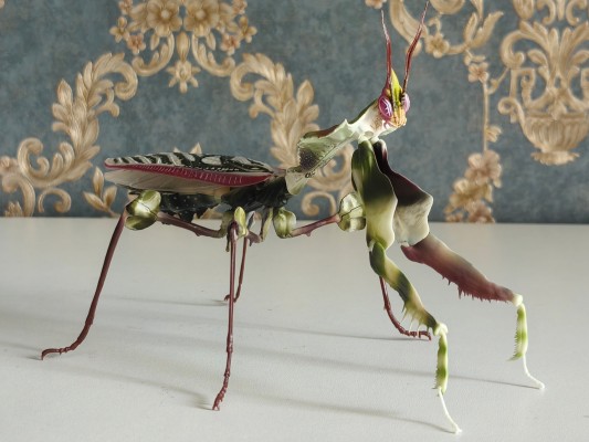 进化生物大图鉴 魔花螳螂
