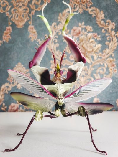 进化生物大图鉴 魔花螳螂