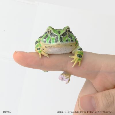 生物大图鉴 卷手指系列 角蛙+散疣短头蛙+圆眼珍珠蛙