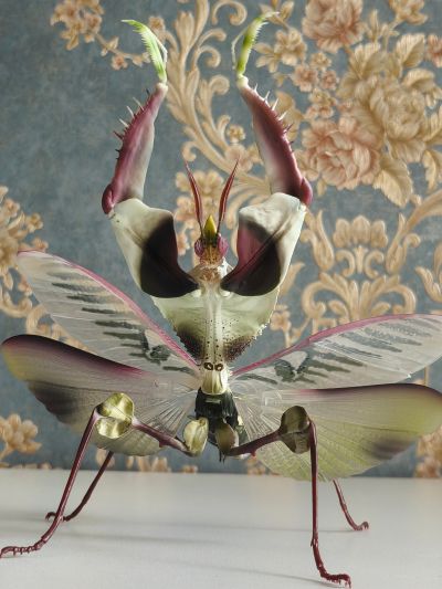 进化生物大图鉴 魔花螳螂