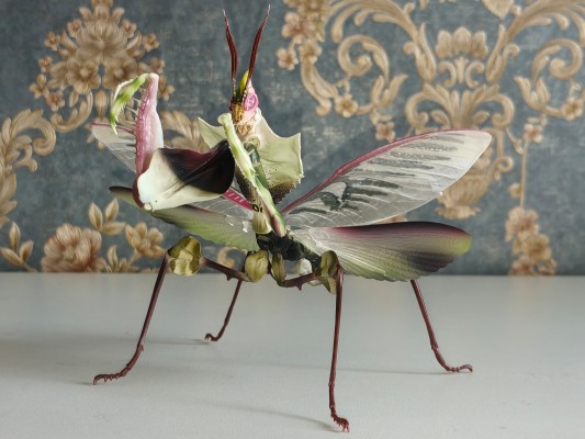 进化生物大图鉴 魔花螳螂