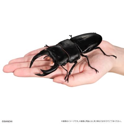 生物大图鉴 锹甲09