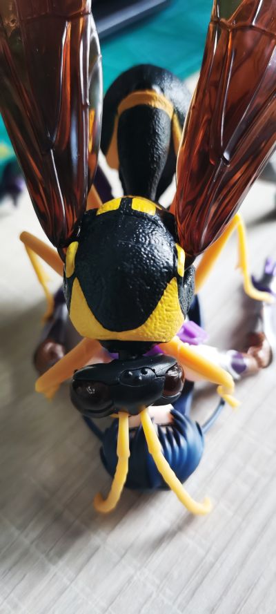 生物大图鉴 胡蜂