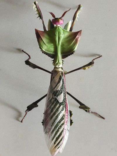 进化生物大图鉴 魔花螳螂