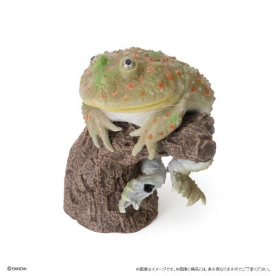 生物大图鉴 卷手指系列 角蛙+散疣短头蛙+圆眼珍珠蛙