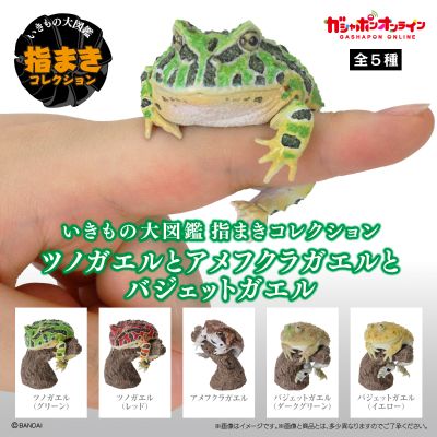 生物大图鉴 卷手指系列 角蛙+散疣短头蛙+圆眼珍珠蛙