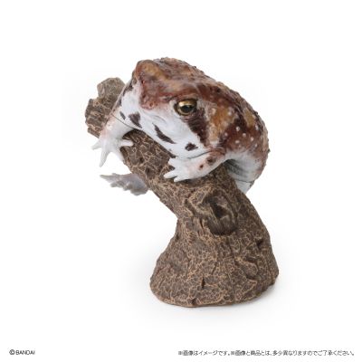 生物大图鉴 卷手指系列 角蛙+散疣短头蛙+圆眼珍珠蛙