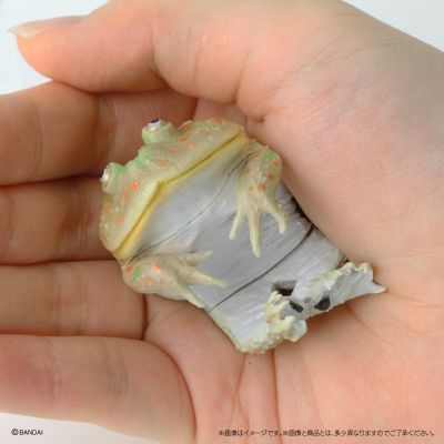 生物大图鉴 卷手指系列 角蛙+散疣短头蛙+圆眼珍珠蛙