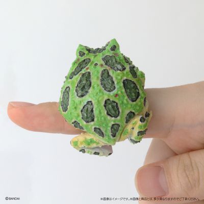 生物大图鉴 卷手指系列 角蛙+散疣短头蛙+圆眼珍珠蛙