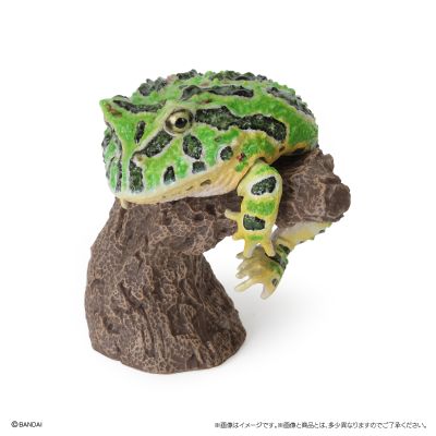 生物大图鉴 卷手指系列 角蛙+散疣短头蛙+圆眼珍珠蛙