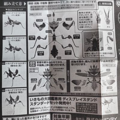 进化生物大图鉴 魔花螳螂