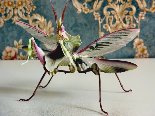 进化生物大图鉴 魔花螳螂