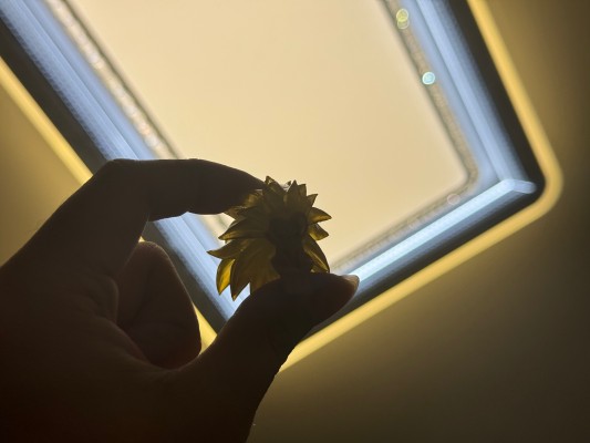 HG龙珠01 孙悟空 特别版本