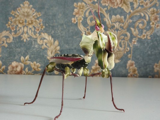 进化生物大图鉴 魔花螳螂