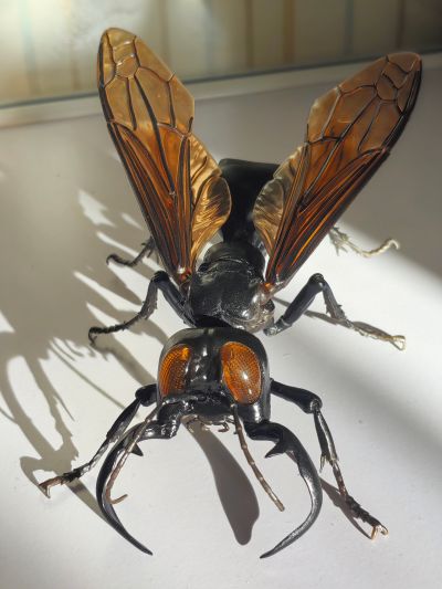 进化生物大图鉴 胡蜂 2 加鲁达巨唇泥蜂 + 展示架套装