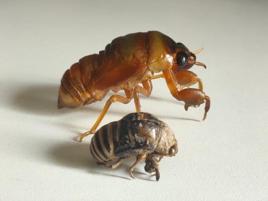 进化生物大图鉴 蝉01 展示架套装