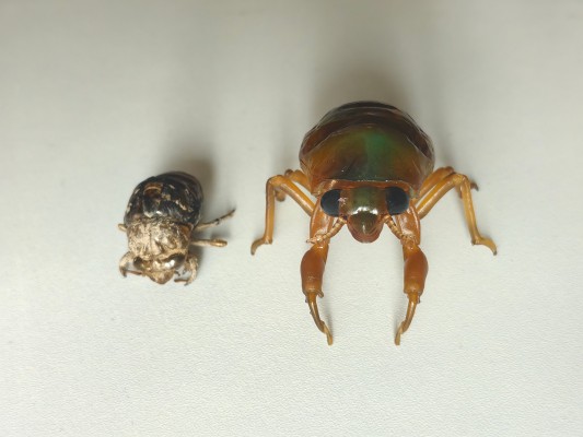 进化生物大图鉴 蝉01 展示架套装