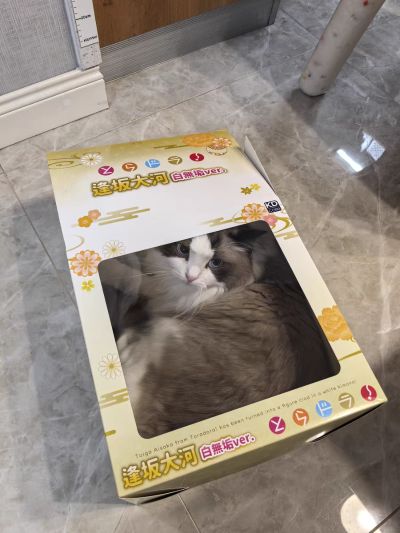 KDcolle 龙与虎 逢坂大河  白无垢