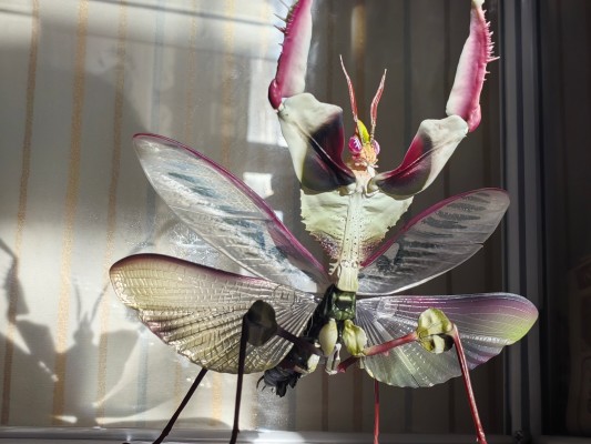 进化生物大图鉴 魔花螳螂