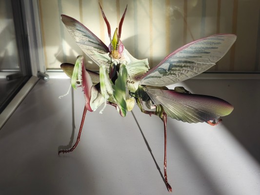 进化生物大图鉴 魔花螳螂