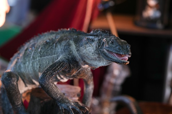 KDcolle  CARNEADES 艾露·弗拉克提亚