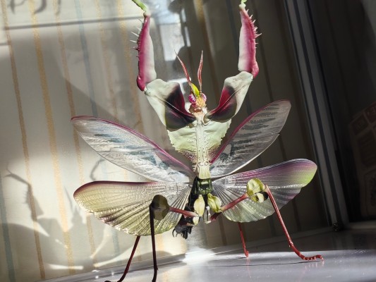 进化生物大图鉴 魔花螳螂