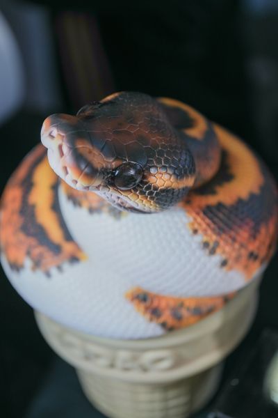 KDcolle  CARNEADES 艾露·弗拉克提亚