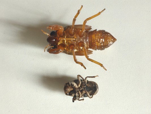 进化生物大图鉴 蝉01 展示架套装