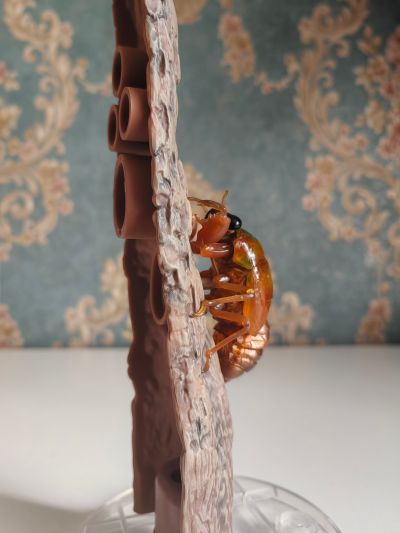 进化生物大图鉴 蝉01 展示架套装