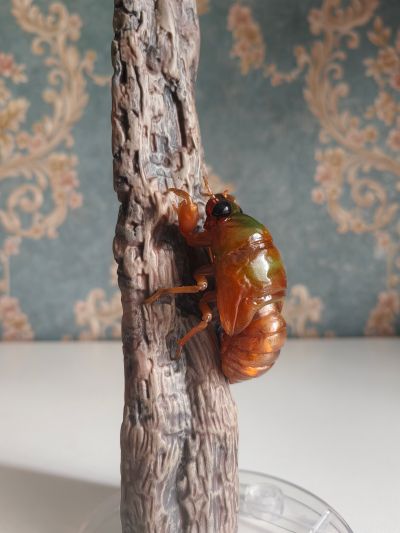 进化生物大图鉴 蝉01 展示架套装