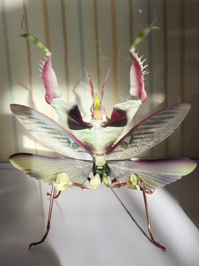 进化生物大图鉴 魔花螳螂