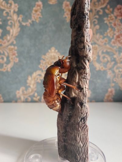 进化生物大图鉴 蝉01 展示架套装