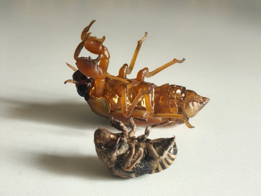 进化生物大图鉴 蝉01 展示架套装