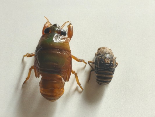 进化生物大图鉴 蝉01 展示架套装