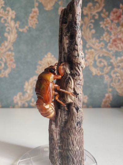 进化生物大图鉴 蝉01 展示架套装