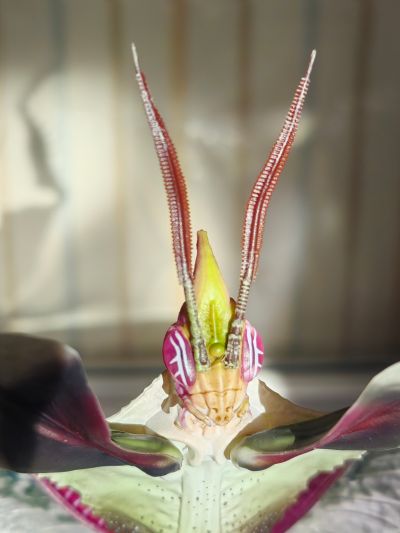 进化生物大图鉴 魔花螳螂