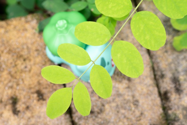 宝可梦拼装模型系列 快快拼 13 妙蛙种子