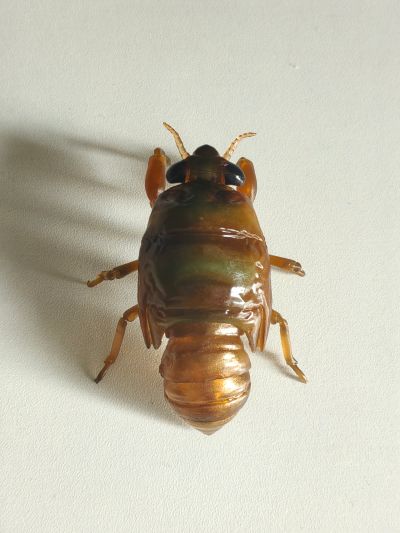 进化生物大图鉴 蝉01 展示架套装