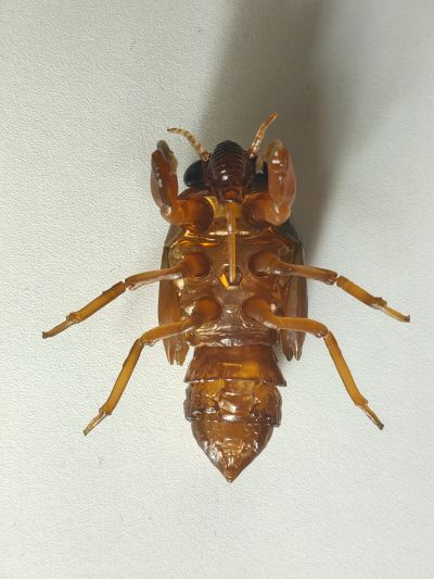 进化生物大图鉴 蝉01 展示架套装