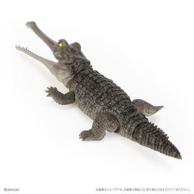 爬行生物大图鉴 鳄鱼