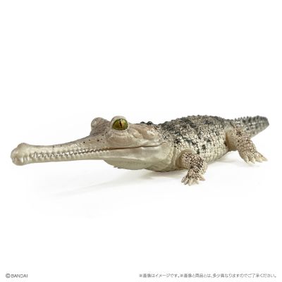 爬行生物大图鉴 鳄鱼