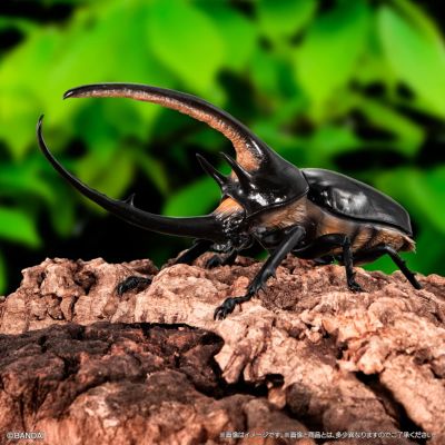 生物大图鉴 甲虫 8