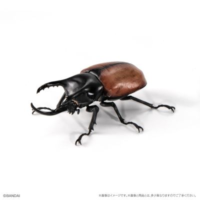 生物大图鉴 甲虫 8