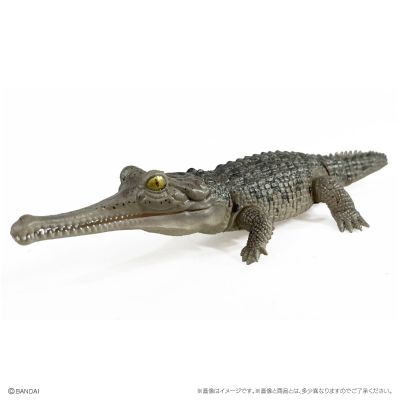 爬行生物大图鉴 鳄鱼